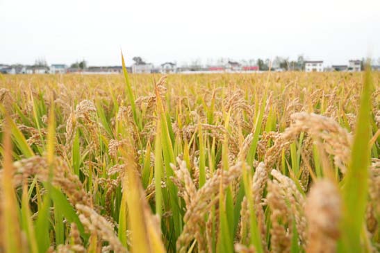 <strong>东台弶港镇:盐碱地变身丰收田 智慧农耕助“三秋”生产提质增效 </strong>