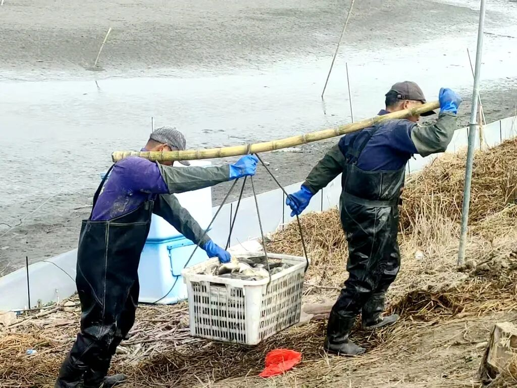 <strong>冬日鱼藕抢“鲜”上市 古镇渔韵振兴乡村</strong>